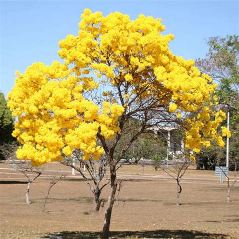 10 pcs Seeds Tabebuia Chrysotricha Bonsai Golden Trumpet Tree Plants ...