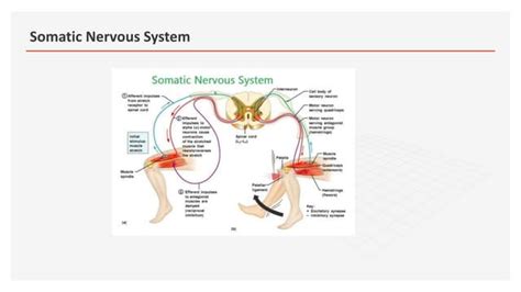 Somatic Nervous System Pptx