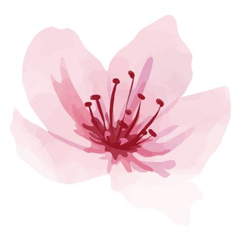 Dise O Png Y Svg De Flor De Cerezo Rosa Para Camisetas