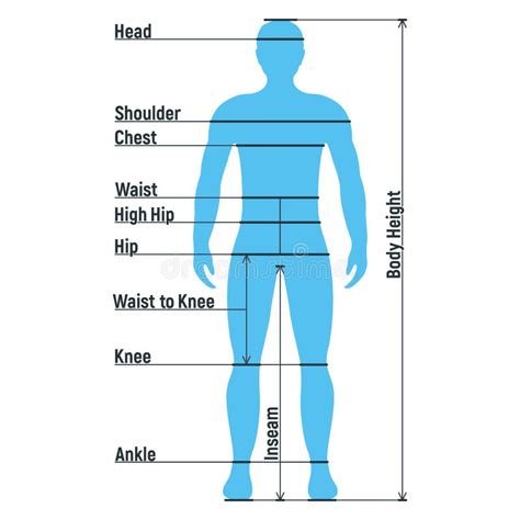 Male Size Chart Anatomy Human Character People Dummy Front And View