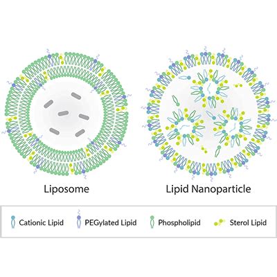 Lipid Nanoparticle Structure