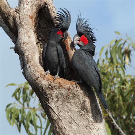 Palm Cockatoo — DIFFICULT BIRD RESEARCH GROUP