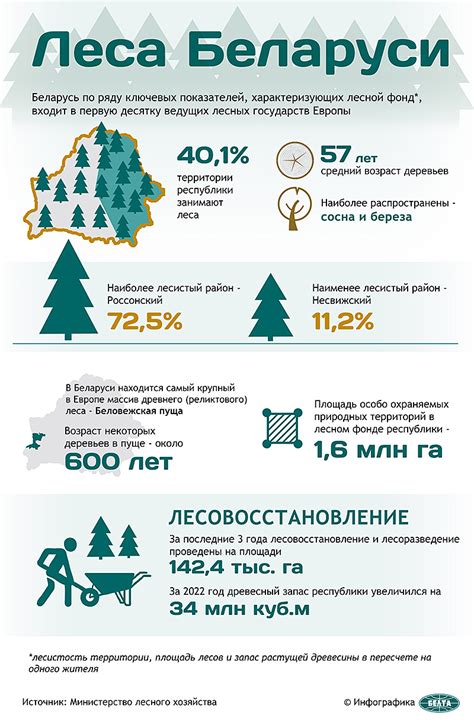 Леса Беларуси | Официальный сайт Республики Беларусь