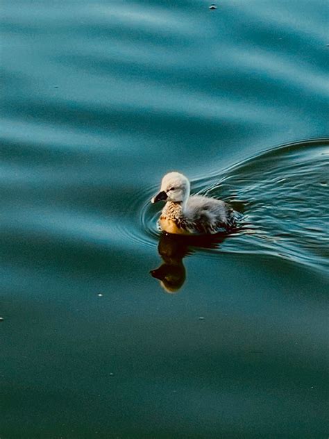 Утенок | Animals, France, Bird