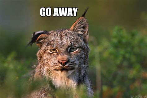 Go Away Annoyed Lynx Quickmeme