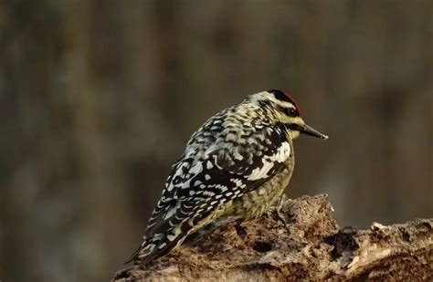 16 Interesting Sapsucker Facts Revealed Photos And Info