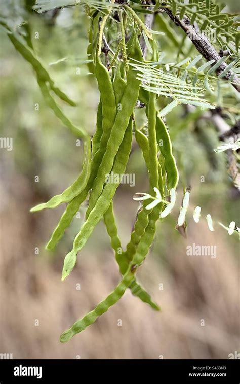 Mesquite Tree Allergy Symptoms at Matthew Elmore blog 