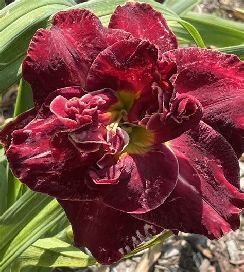 Stardreamer Daylilies Red Hot Miracle