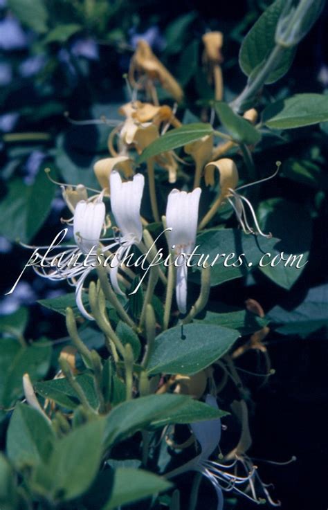 Lonicera Japonica Halls Prolific Plants Pictures