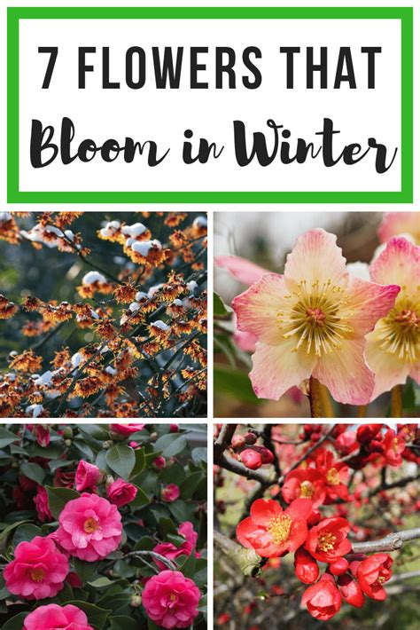 7 Colorful Flowers that Bloom in Winter - The Handyman's Daughter