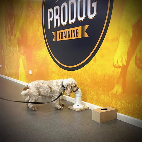 Intro to Scent Detection - Pro Dog Training