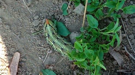 гусеница и муравей новые жуки 🐛🐜 - YouTube