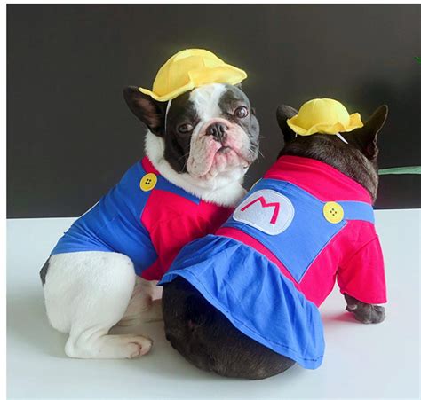 30 Super Cute Halloween Costumes for French Bulldogs - Hey, Djangles.