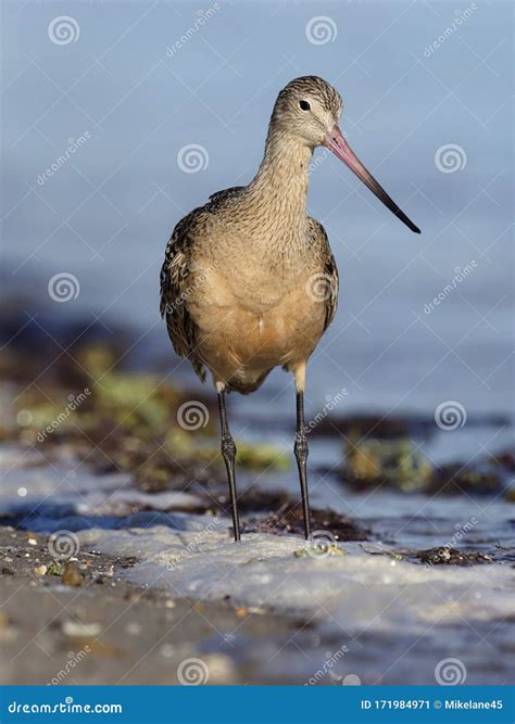 Marbled Godwit Limosa Fedoa Stock Image Image Of Limosa Marbled