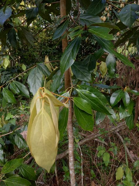 Forum Tree Identification Help