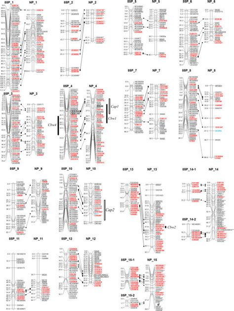 construction  genetic linkage maps  qtl analysis  bacterial