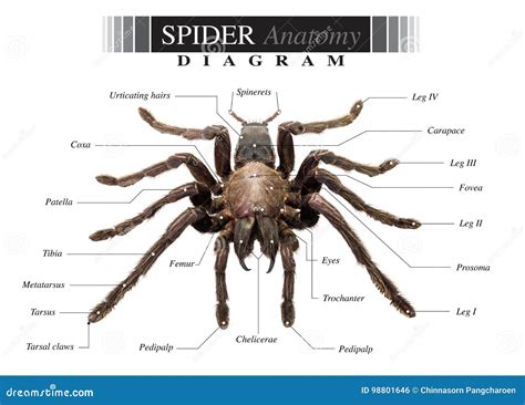 Labelled Diagram Of A Spider