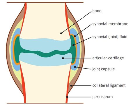 The Anatomy of a Joint