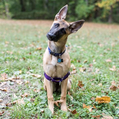 malinois german shepherd mix 11 dangerously fluffy german shepherd ...