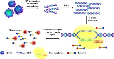 Frontiers Crisprcas12a Technology Combined With Rpa For Rapid And Portable Sftsv Detection