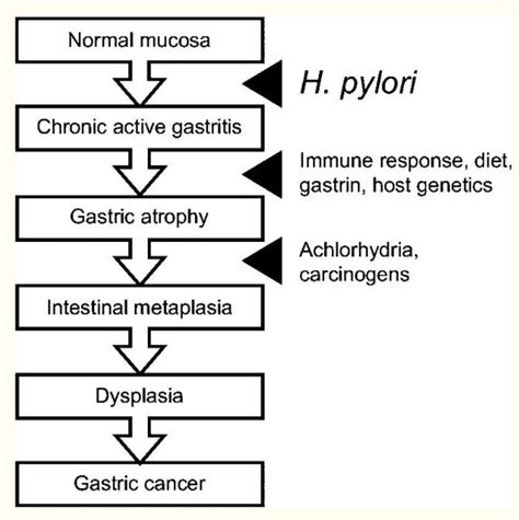 Helicobacter Pylori Introduction Morphology Pathogenecitylab Diagnosis