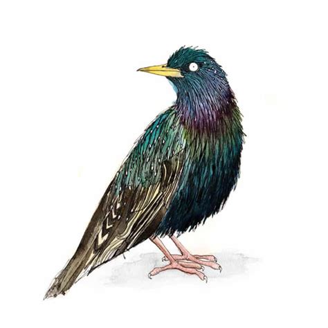 European Starling(Sturnus vulgaris) – Fur Feathers and Tails