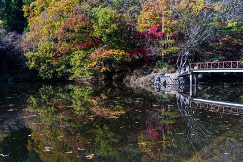 そろそろ見頃になってきた震生湖の紅葉 紅葉