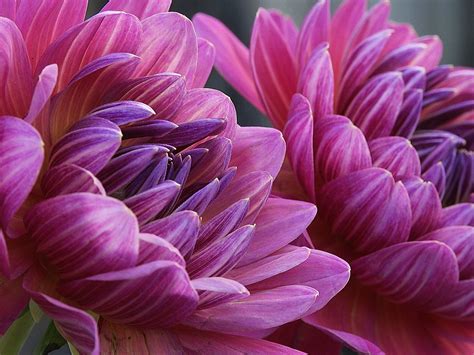 Deep Pink Dahlias Free Photo Download Freeimages