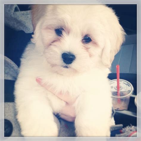 My Loodle Toby! Lhasa Apso poodle mix- 3 months old | Lhasa apso ...