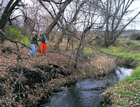 Uncommon fish species like the Orangethroat Darter are found in Dutch