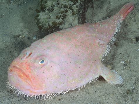 Deep Ocean Floor Fish