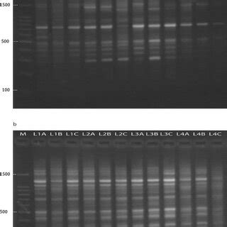 An Example Of Pcr Amplification Profile Generated From Genomic Dna Of