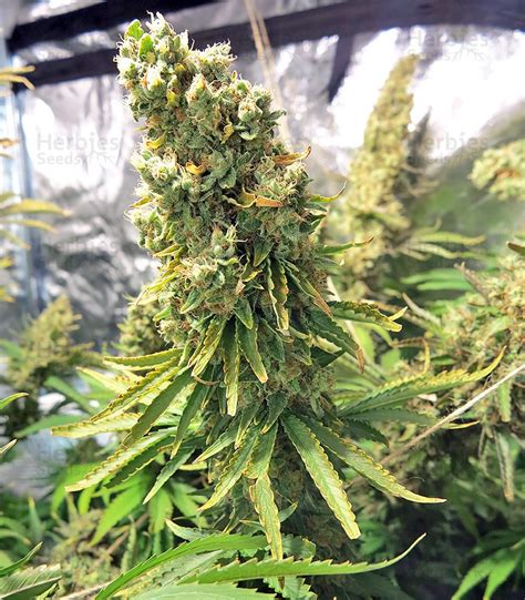 Northern Light X Skunk Feminized Seeds For Sale Information And Reviews Herbies