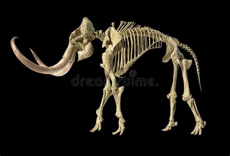 Woolly Mammoth with Skeleton, Viewed from a Side Stock Illustration ...