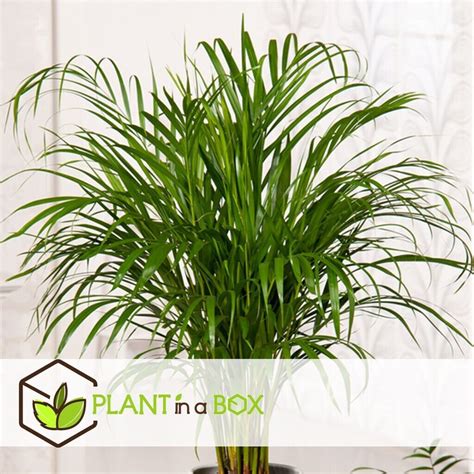 Plant In A Box Dypsis Lutescens Areca Palme Goldfruchtpalme 140