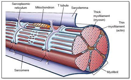 Flashcards Table On Structure And Function Of The Muscular Nervous And