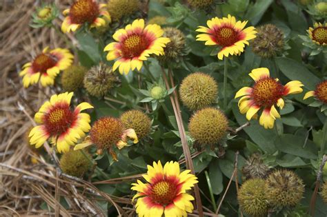 Native Gaillardia Adds A Warm Color Interest Mississippi State