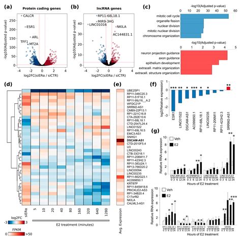 Ijms Free Full Text Luminal Lncrnas Regulation By Erα Controlled