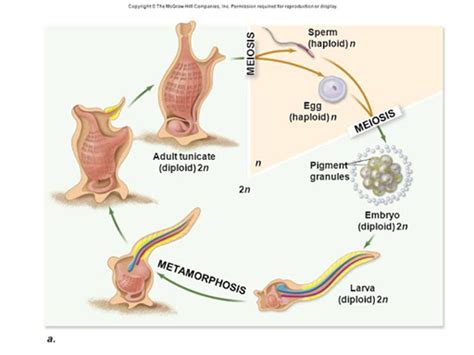 Biología De Joseleg Reproducción Reproducción Y Ciclo De Vida De Los Tunicados Y Cefalocordados