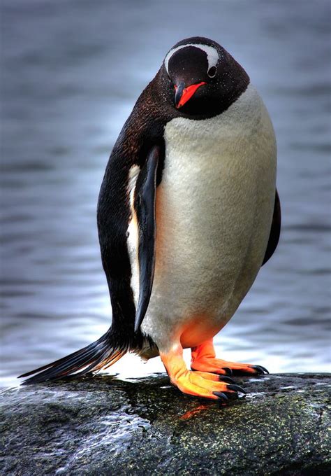 (500px / Photo “Antarctica Gentoo penguin” by Keith Mitchellから) | Gentoo penguin, Penguins, Pet ...