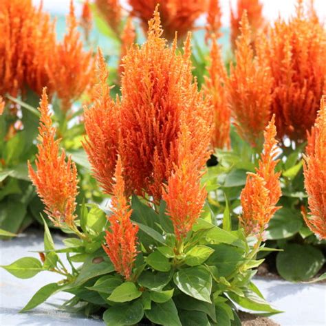 stunning types  celosia   grow balcony garden web