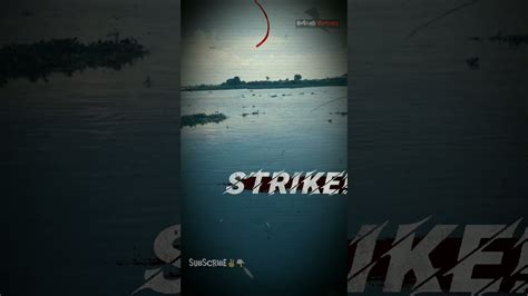 Strike Prei Kerjo Budal Mancing Shorts YouTube