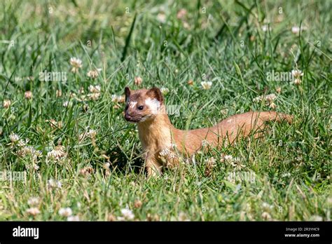 Long Tailed Weasel Closeup In Field Stock Photo Alamy