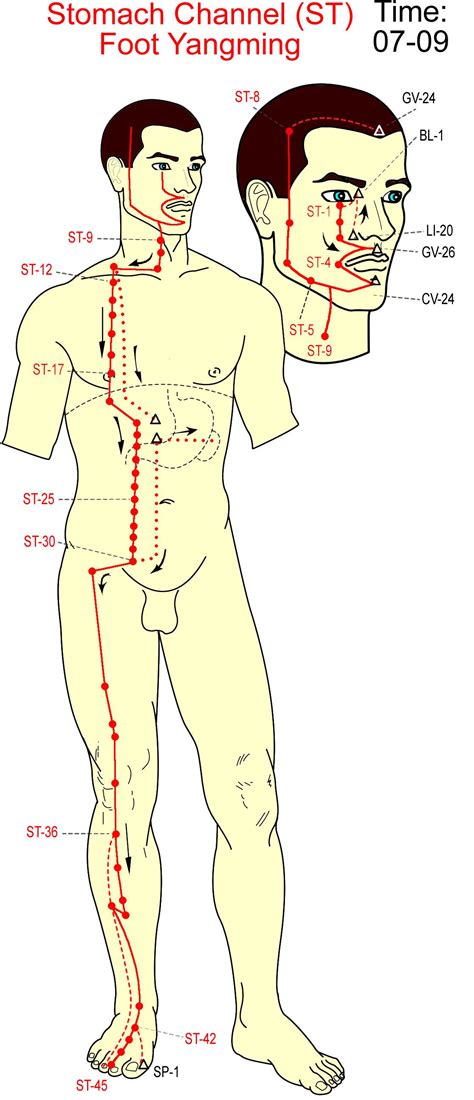 Pin By Noco Gemini On Qi Meridians Acupoints Acupuncture