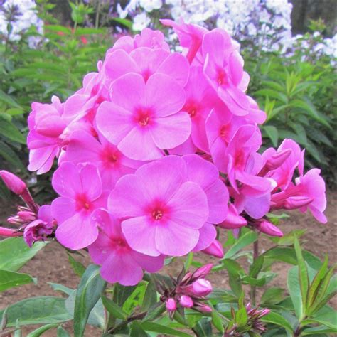 Phlox Pink Flame Dwarf Phlox Phlox Paniculata Flame™ Pink Easy To