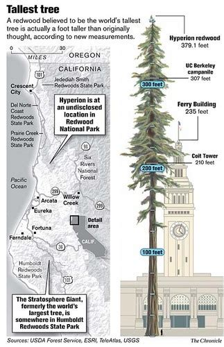 The Location Of the World's Tallest Tree Is A Big Secret