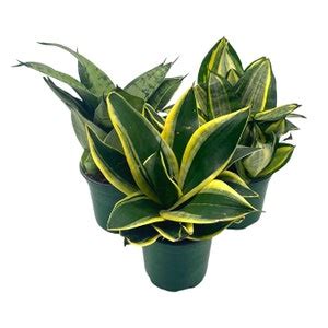 Sansevieria Trifasciata Rosette Shaped Variety Bundle Set Of Etsy