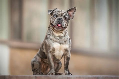 Merle French Bulldog: Facts, Genetics, Pictures & More