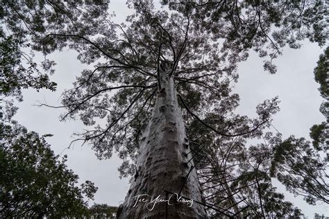 Giant Karri Tree Tse Yin Chang Photography