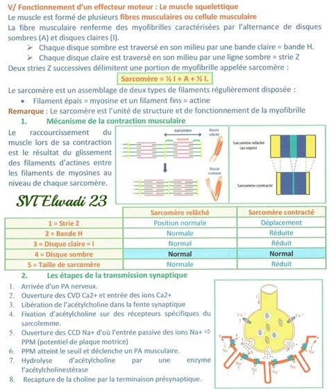 Bac Sc Exp Rimentales Sciences Svt Un Excellent R Sum De Neurophysiologie